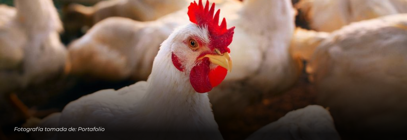 Colombia alcanza un hito histórico al exportar pollo por primera vez a Japón