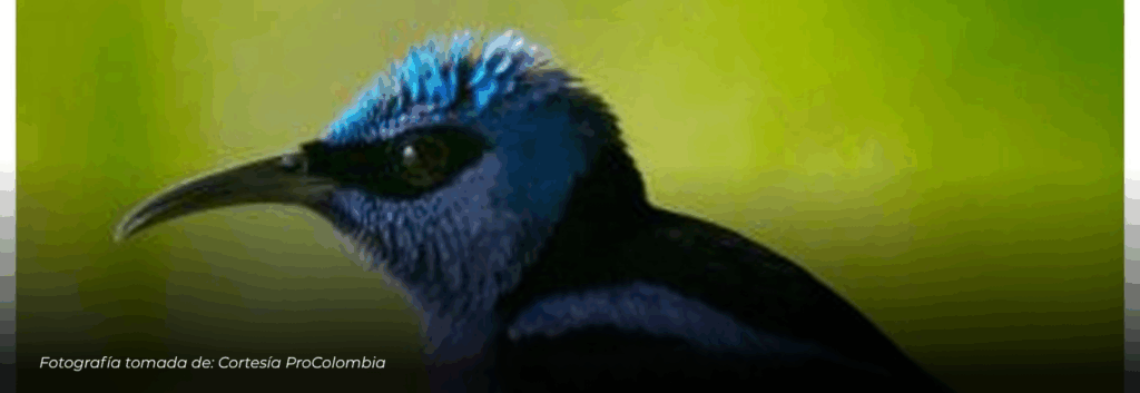 Colombia Birdfair 2026 se realizará en el Orquideorama de Cali bajo el lema “Donde hay aves, hay esperanza”