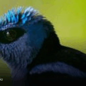 Colombia Birdfair 2026 se realizará en el Orquideorama de Cali bajo el lema “Donde hay aves, hay esperanza”