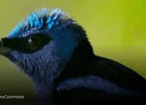 Colombia Birdfair 2026 se realizará en el Orquideorama de Cali bajo el lema “Donde hay aves, hay esperanza”