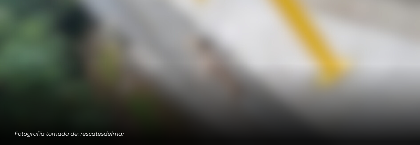 Investigan posible caso de maltrato animal en una vereda de Manizales