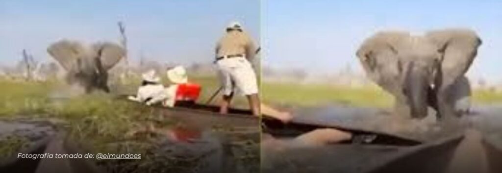 Terror en un safari en Botsuana: elefante enfurecido embiste canoas con turistas en el Delta del Okavango