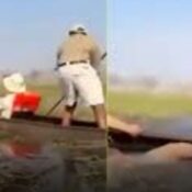 Terror en un safari en Botsuana: elefante enfurecido embiste canoas con turistas en el Delta del Okavango