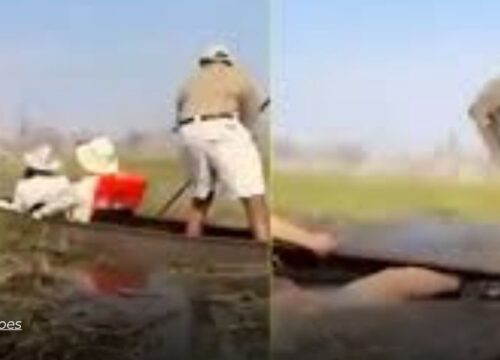 Terror en un safari en Botsuana: elefante enfurecido embiste canoas con turistas en el Delta del Okavango