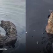 Rescatan a un jaguar herido con más de 30 balas tras pasar ocho horas a la deriva en el Amazonas brasileño