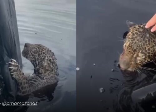 Rescatan a un jaguar herido con más de 30 balas tras pasar ocho horas a la deriva en el Amazonas brasileño