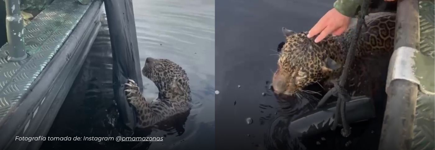 Rescatan a un jaguar herido con más de 30 balas tras pasar ocho horas a la deriva en el Amazonas brasileño
