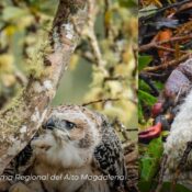 Registran nuevo nido de águila real de montaña en el Huila: un hallazgo histórico para la conservación ambiental