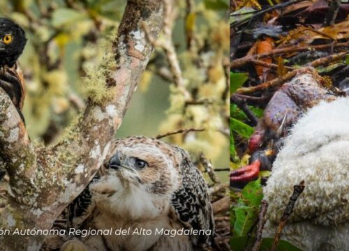 Registran nuevo nido de águila real de montaña en el Huila: un hallazgo histórico para la conservación ambiental