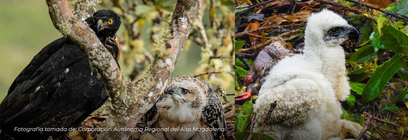 Registran nuevo nido de águila real de montaña en el Huila: un hallazgo histórico para la conservación ambiental