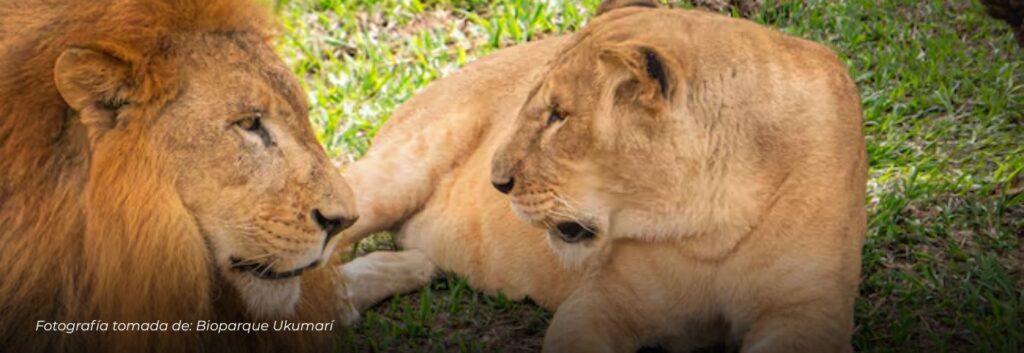 Dos leonas africanas, Imara y Lewa, se suman al Bioparque Ukumarí: serán la nueva compañía de Gruñón