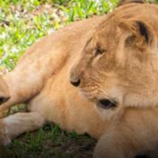 Dos leonas africanas, Imara y Lewa, se suman al Bioparque Ukumarí: serán la nueva compañía de Gruñón