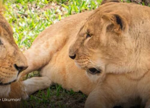 Dos leonas africanas, Imara y Lewa, se suman al Bioparque Ukumarí: serán la nueva compañía de Gruñón