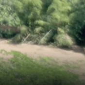 Vehículo cayó 200 metros en el sector de Boquerón: Bomberos de Risaralda apoyaron el rescate del conductor