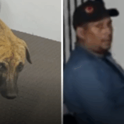 Presunto agresor de perro que causó indignación nacional quedó en libertad tras entregarse a las autoridades en Antioquia
