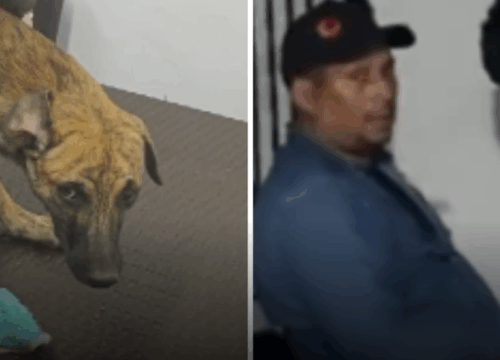 Presunto agresor de perro que causó indignación nacional quedó en libertad tras entregarse a las autoridades en Antioquia