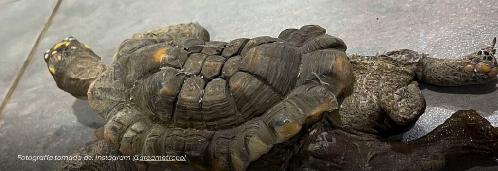 Una tortuga morrocoy pasó 30 años en cautiverio y hoy enfrenta secuelas con deformaciones irreversibles
