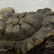 Una tortuga morrocoy pasó 30 años en cautiverio y hoy enfrenta secuelas con deformaciones irreversibles