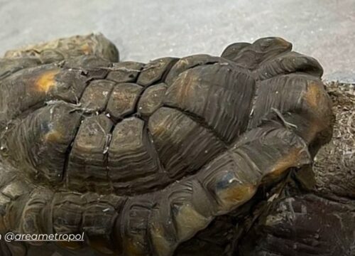 Una tortuga morrocoy pasó 30 años en cautiverio y hoy enfrenta secuelas con deformaciones irreversibles