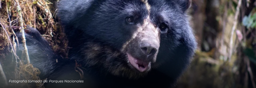 Tamá, el oso andino en proceso de rehabilitación, falleció durante su traslado para ser liberado en vida silvestre