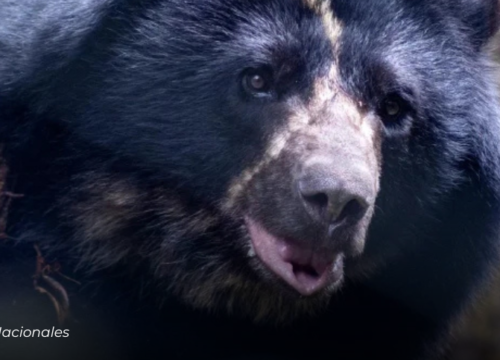 Tamá, el oso andino en proceso de rehabilitación, falleció durante su traslado para ser liberado en vida silvestre