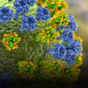 Colombia confirma el primer caso del virus de influenza A (H3N2) subclado K importado desde Estados Unidos