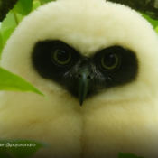 El búho del corazón: un hallazgo que enamora en los bosques de Santa Rosa de Cabal