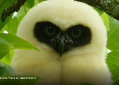 El búho del corazón: un hallazgo que enamora en los bosques de Santa Rosa de Cabal