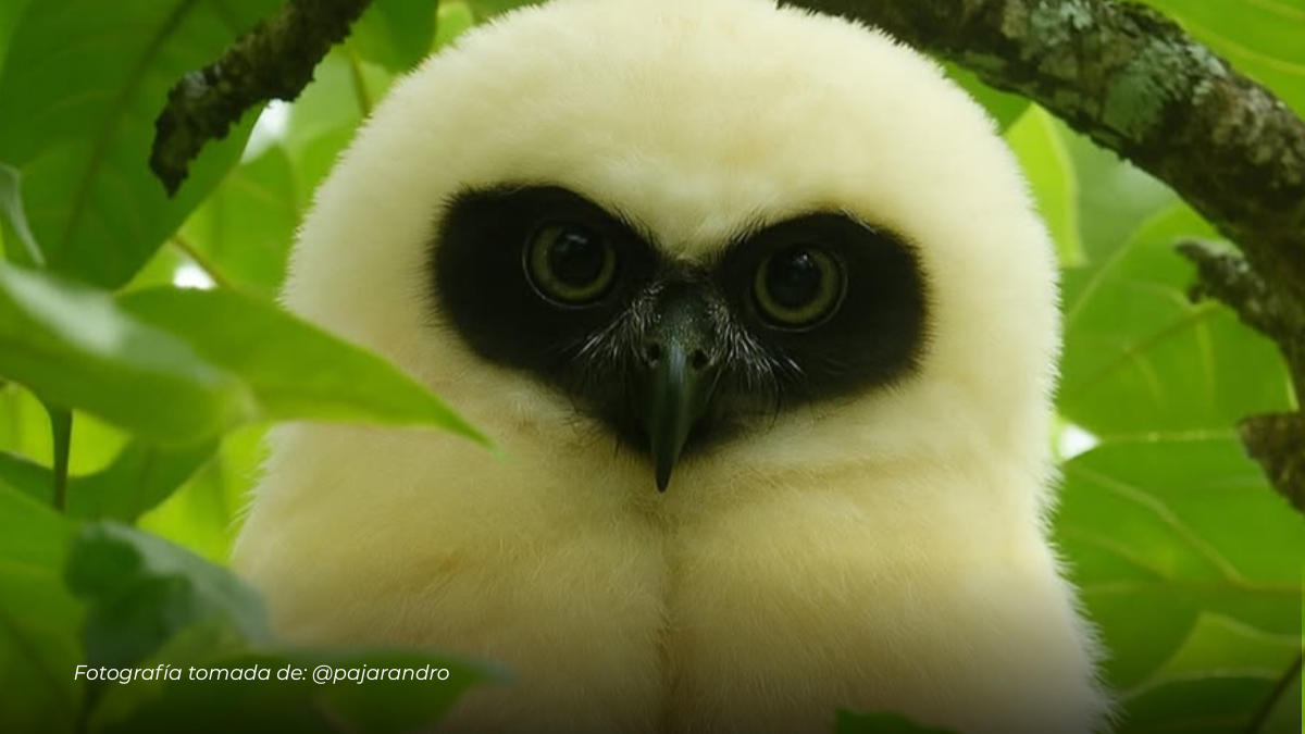 El búho del corazón: un hallazgo que enamora en los bosques de Santa Rosa de Cabal
