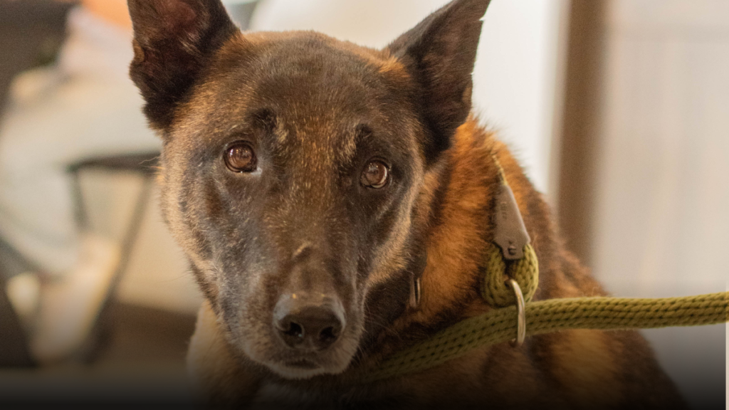 Barragán y Urko inspiraron al país: el binomio que salva vidas fue exaltado en la Noche de Honor