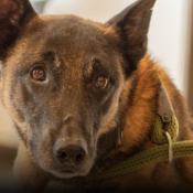 Barragán y Urko inspiraron al país: el binomio que salva vidas fue exaltado en la Noche de Honor