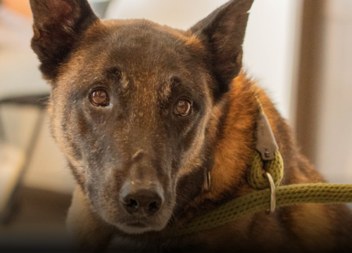 Barragán y Urko inspiraron al país: el binomio que salva vidas fue exaltado en la Noche de Honor