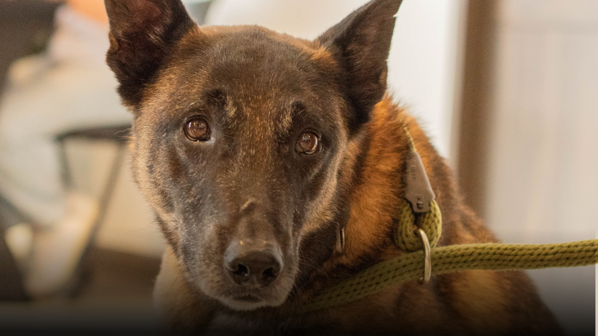 Barragán y Urko inspiraron al país: el binomio que salva vidas fue exaltado en la Noche de Honor