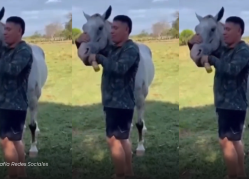 Rechazo en redes por video en el que obligan a un caballo a consumir alcohol