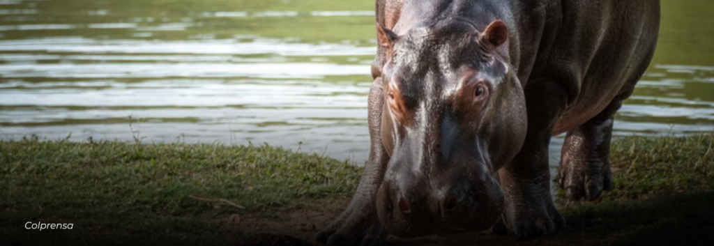Avistamientos de hipopótamos generan alerta ambiental en varios departamentos de Colombia