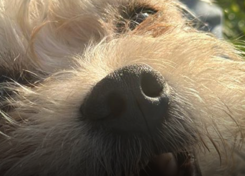 Mechas encontró un hogar y su historia inspira a adoptar