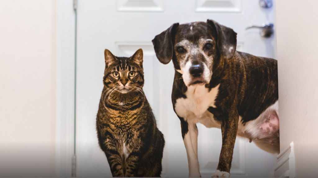 Corte Suprema avala permiso laboral por la muerte de mascotas en acuerdos colectivos