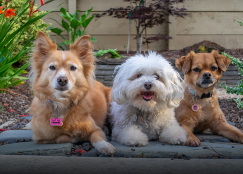 SOAT podría cubrir atención médica de animales atropellados en Colombia