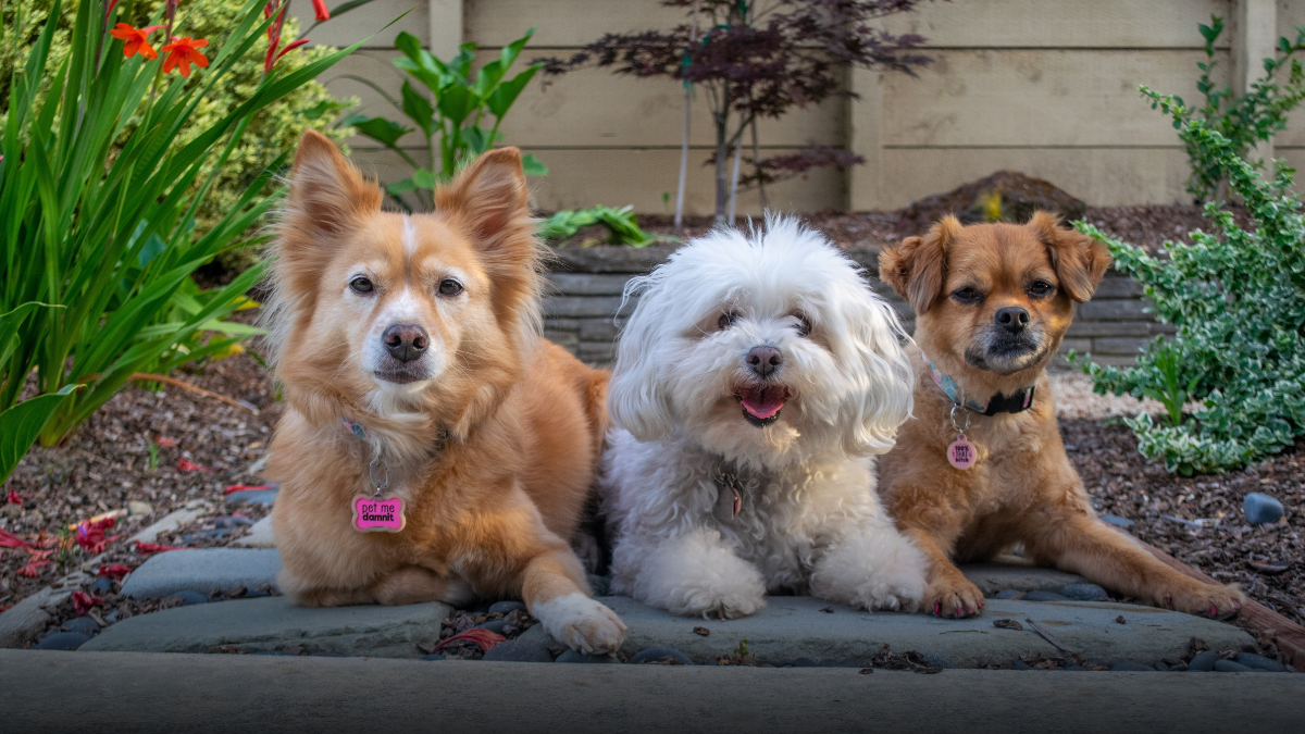 SOAT podría cubrir atención médica de animales atropellados en Colombia