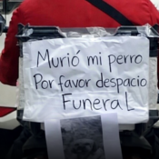 Motociclista conmueve en redes al despedir a su perro con un emotivo mensaje en la vía pública