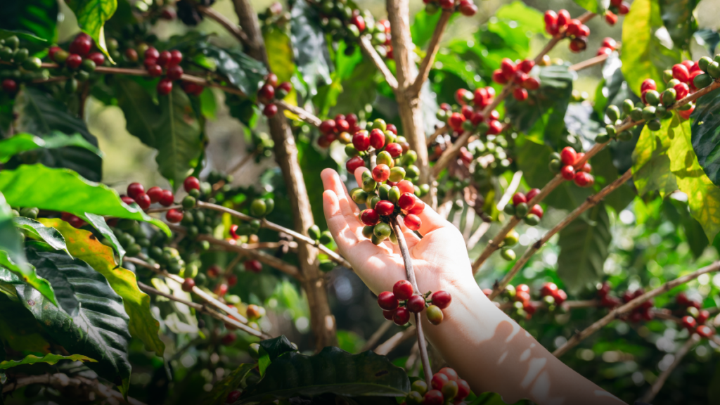 Cae 34% la producción de café en enero y enciende alertas en el sector cafetero colombiano