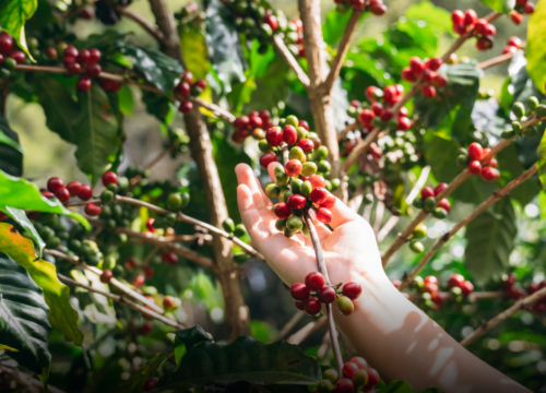 Cae 34% la producción de café en enero y enciende alertas en el sector cafetero colombiano