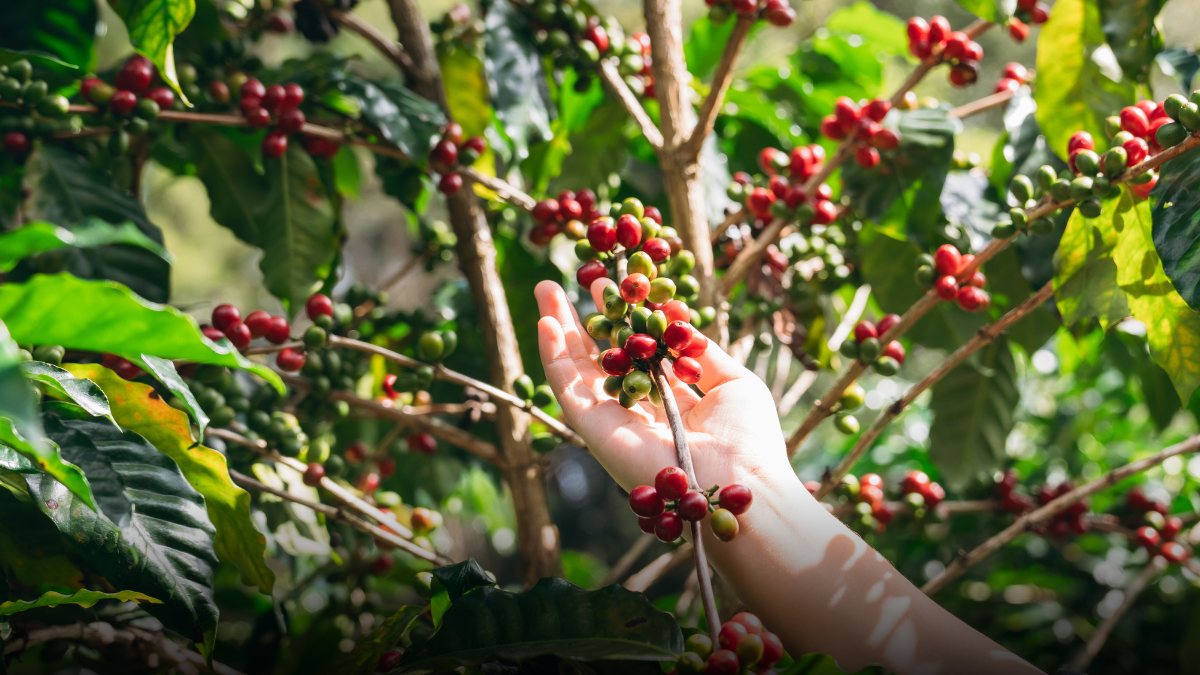 Cae 34% la producción de café en enero y enciende alertas en el sector cafetero colombiano