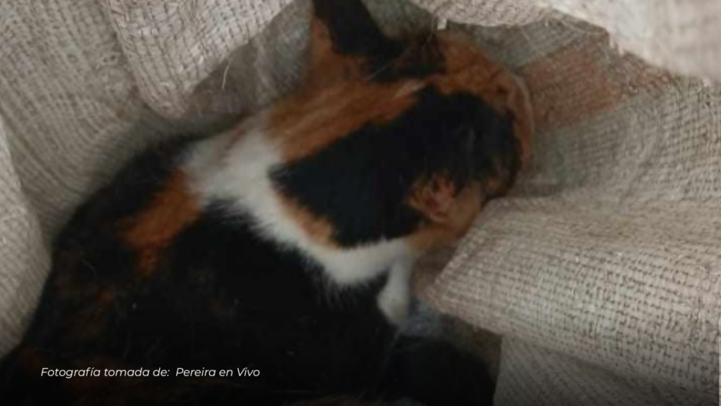 Abandonan a gatita en costal en la Florida