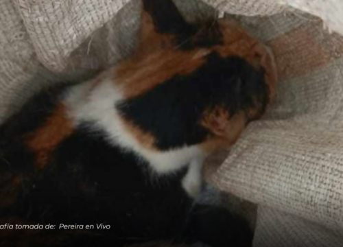 Abandonan a gatita en costal en la Florida