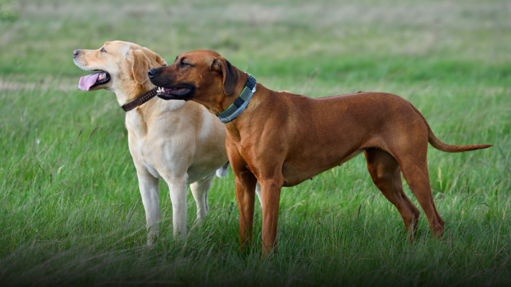 Mascotas podrán ser enterradas junto a sus dueños en São Paulo tras nueva ley
