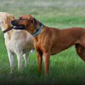 Mascotas podrán ser enterradas junto a sus dueños en São Paulo tras nueva ley