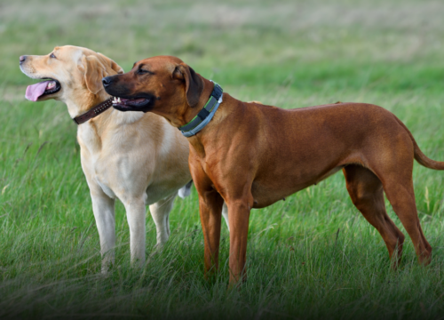 Mascotas podrán ser enterradas junto a sus dueños en São Paulo tras nueva ley