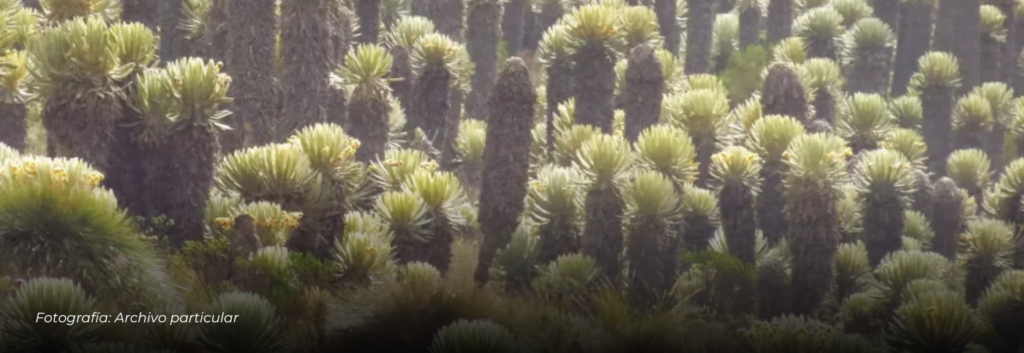 Páramo Chilí–Barragán sigue sin plan ambiental tras casi una década de su delimitación