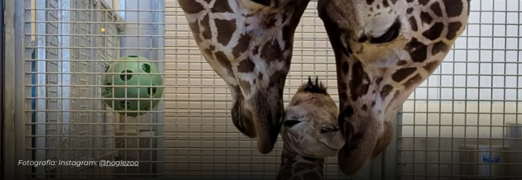 Ternura que da la vuelta al mundo: nace cría de jirafa en zoológico de Utah